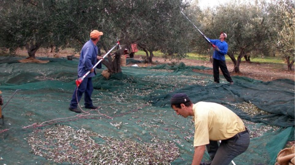Traditional olive oil production methods