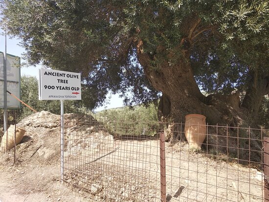 Exploring the History of Cretan Olive Trees